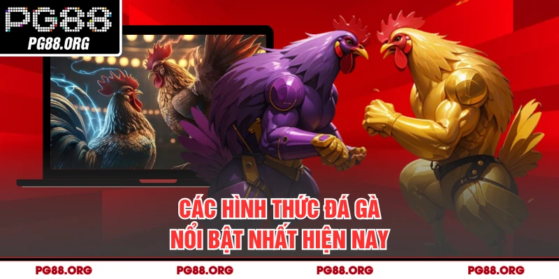 Các hình thức đá gà nổi bật nhất hiện nay