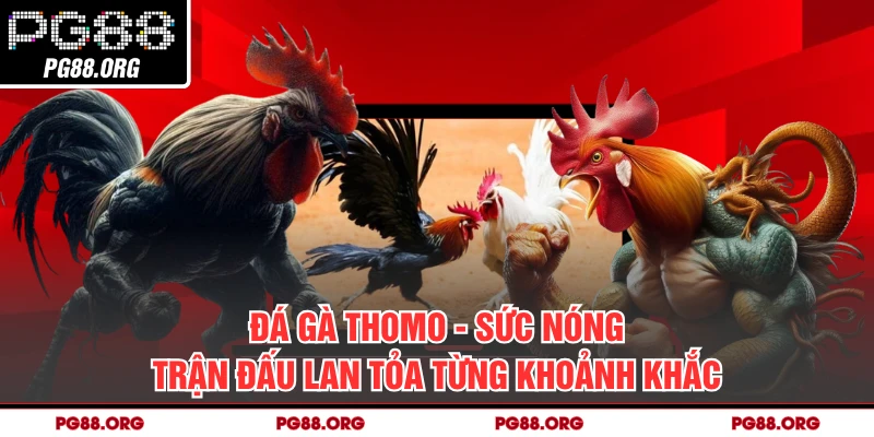 Đá Gà Thomo - Sức Nóng Trận Đấu Lan Tỏa Từng Khoảnh Khắc