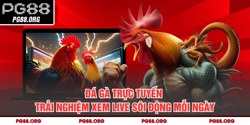 Đá Gà Trực Tuyến - Trải Nghiệm Xem Live Sôi Động Mỗi Ngày