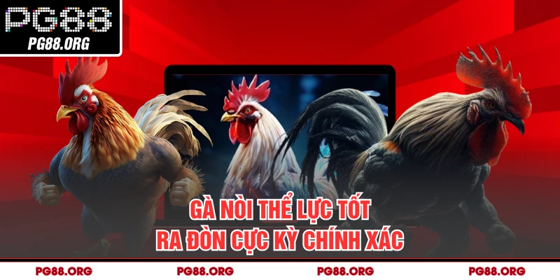 Gà nòi thể lực tốt ra đòn cực kỳ chính xác