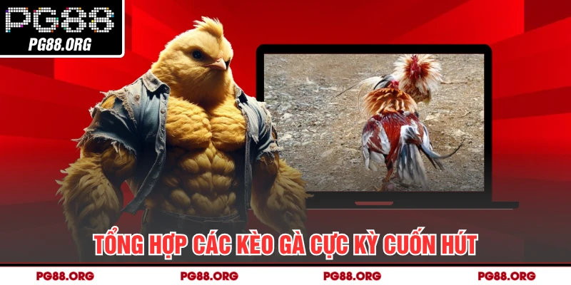 Tổng hợp các kèo gà cực kỳ cuốn hút